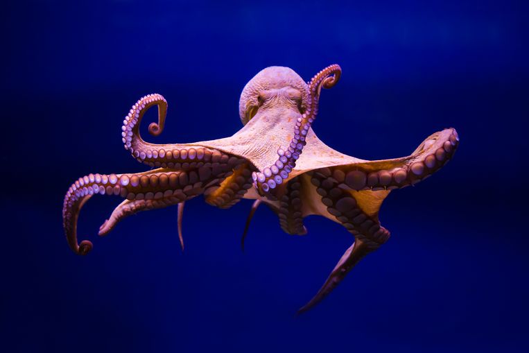 OCTO